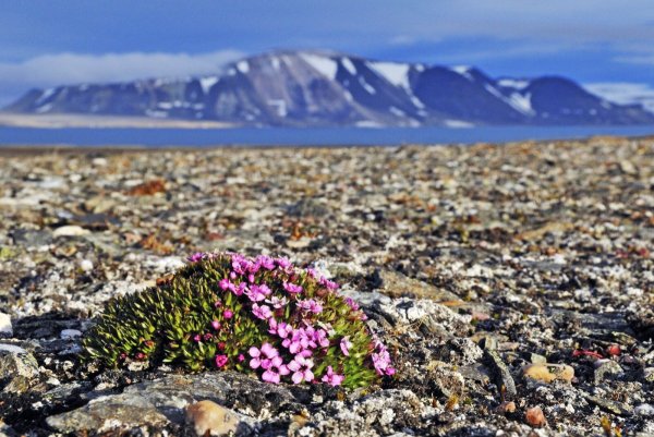 Лето на острове Врангеля