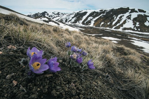 Заповедник остров Врангеля растения