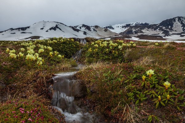 Горная тундра Камчатки