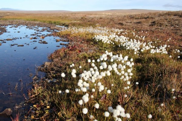 Остров Врангеля Флора