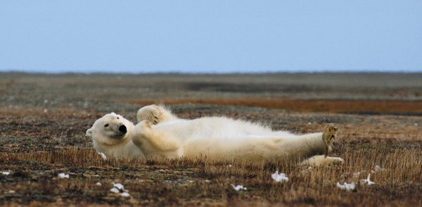 Чукотка остров Врангеля