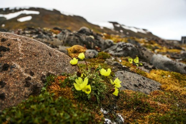 Земля Франца Иосифа Полярный Мак