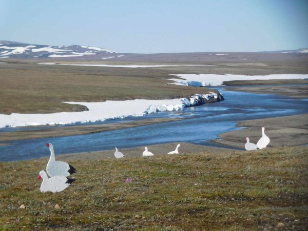 Остров Врангеля заповедник