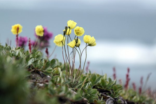 Мак Городкова остров Врангеля