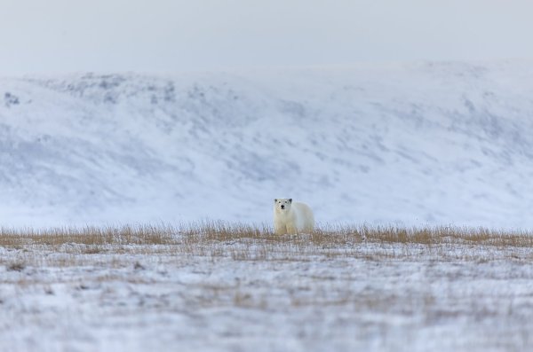 Арктическая тундра на острове Врангеля