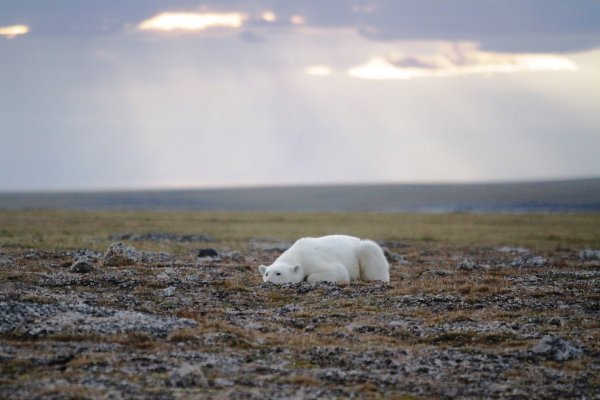 Тундры на полуострове Таймыр