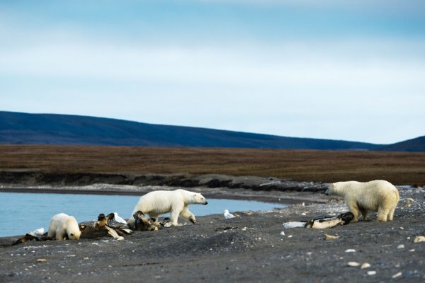 Остров Врангеля (Чукотка, Россия)