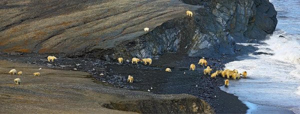 Бухта сомнительная острова Врангеля