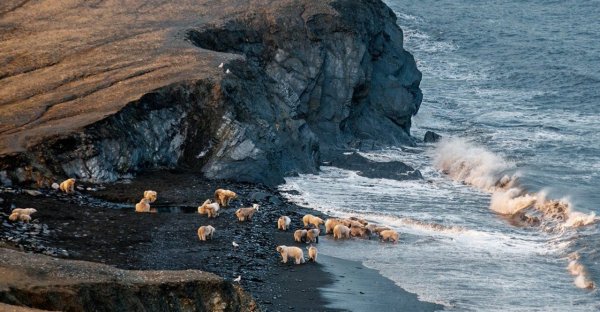 Бухта сомнительная острова Врангеля