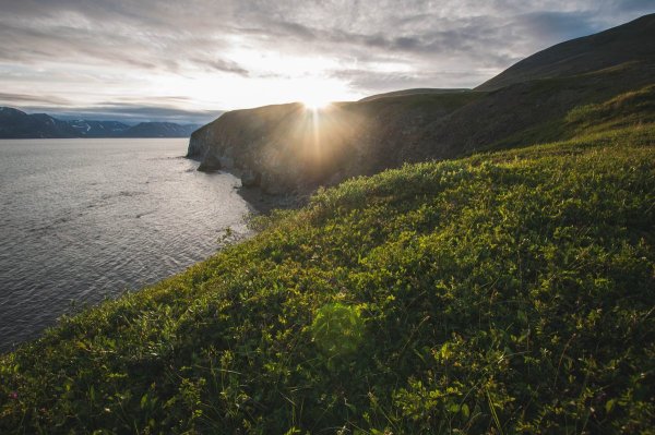 Чукотка остров Врангеля
