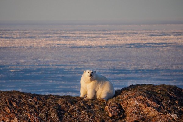 Природный комплекс заповедника остров Врангеля