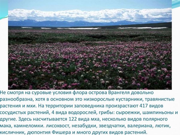 Заповедник остров Врангеля Флора