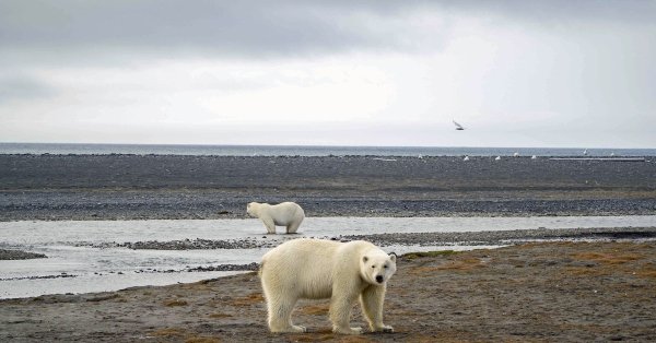 Остров Врангеля
