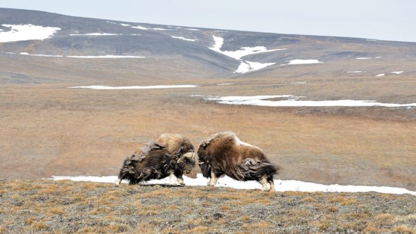 Тундра острова Врангеля