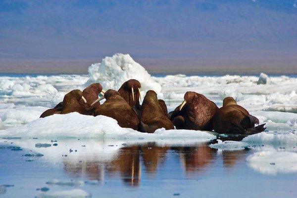 Природный комплекс заповедника остров Врангеля