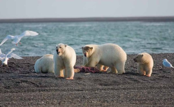 Природный комплекс остров Врангеля