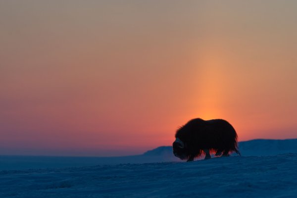 Овцебык остров Врангеля Арктика Арктика