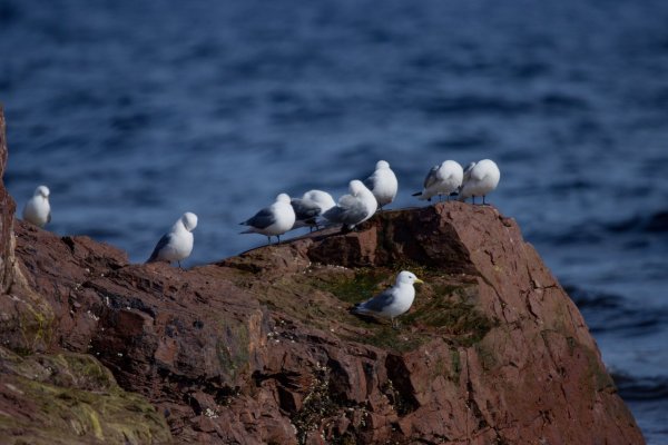 Заповедник остров Врангеля птицы