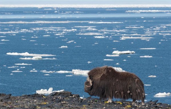 Арктический заповедник остров Врангеля