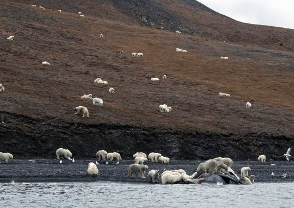 Остров Врангеля заповедник