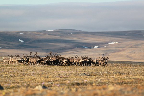 Чукотка остров Врангеля