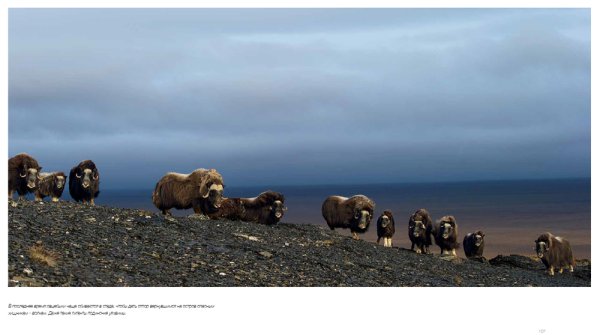 Острова Врангеля и Геральд