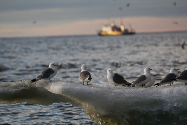 Заповедник «остров Врангеля» (Чукотка)