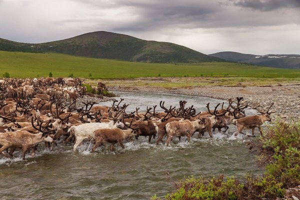 Чукотский автономный округ тундра