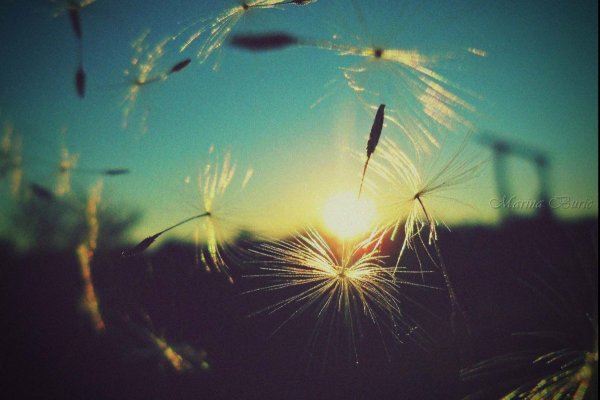 Цитаты Гуфа