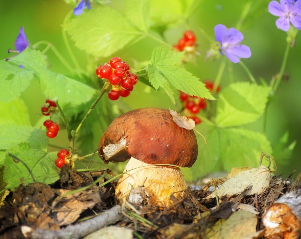 Осень грибы ягоды