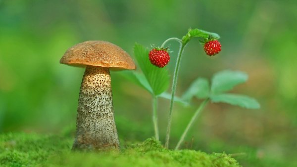 Лес грибы ягоды