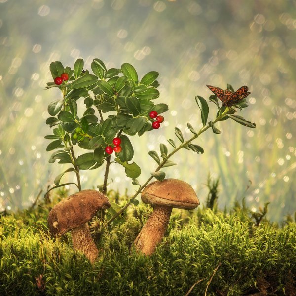 Полянка с грибами