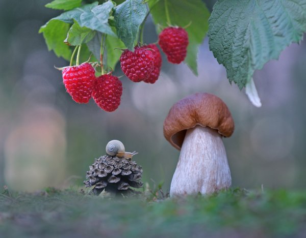 Грибы ягоды шишки