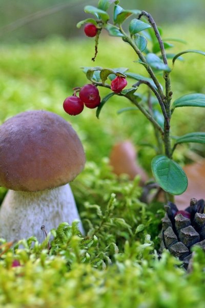 По грибы, по ягоды