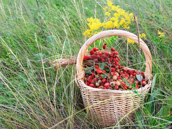 Грибы и ягоды летом