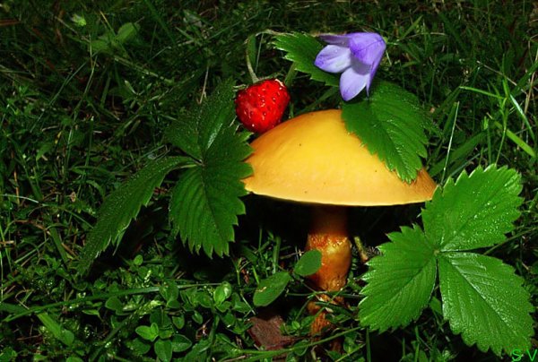 Грибы цветы
