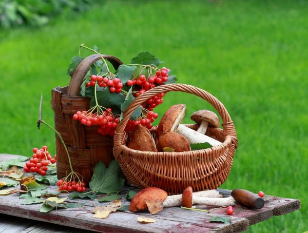 Лукошко с лесными дарами