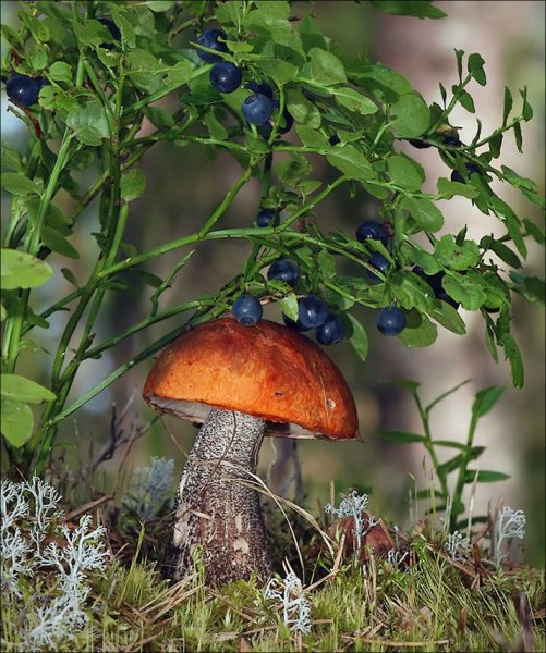 Осенний лес грибы ягоды