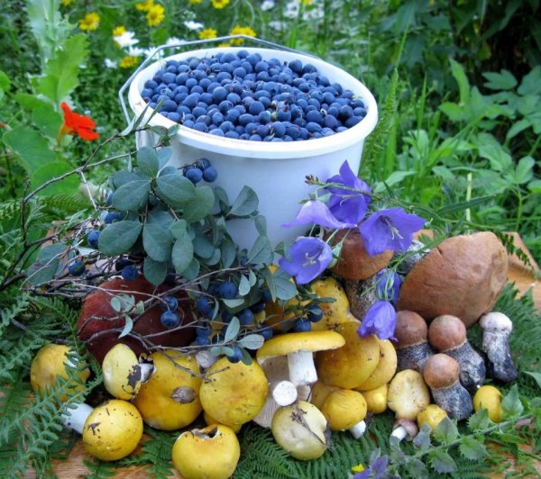 Дикоросы черника