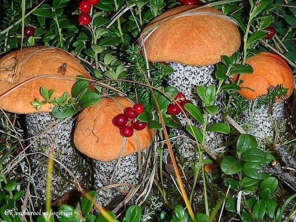 Природа грибы ягоды