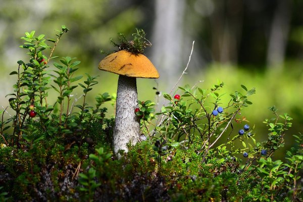 Карелия лес грибы