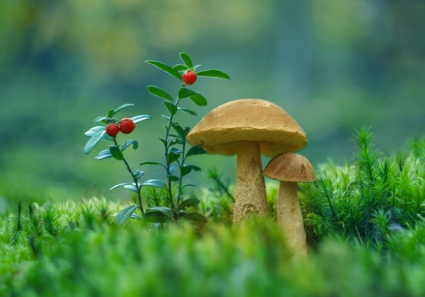 Лесная Поляна с грибами