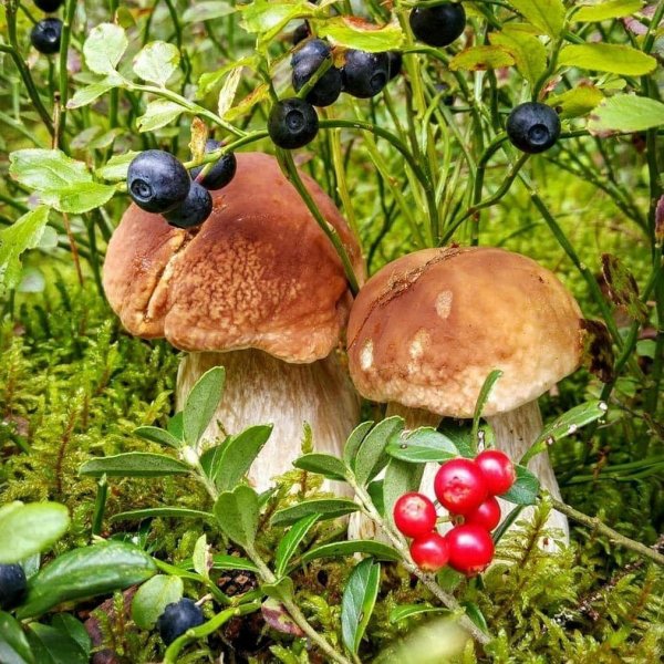 Осенние дары леса