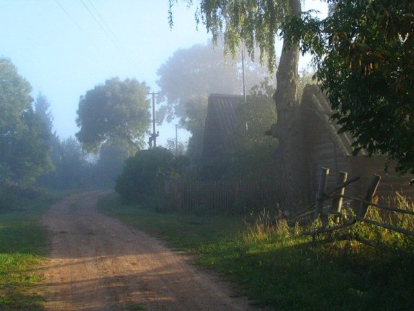 Кот в деревне летом