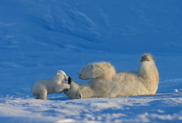 Белые медведи в Арктике