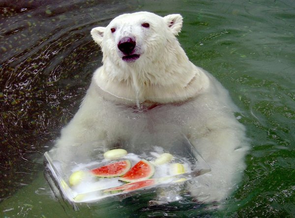 Камчатка Мем