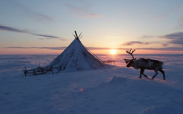 Полярные медведи в Антарктиде