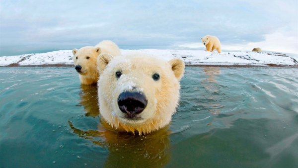 Полюс холода Оймякон олени