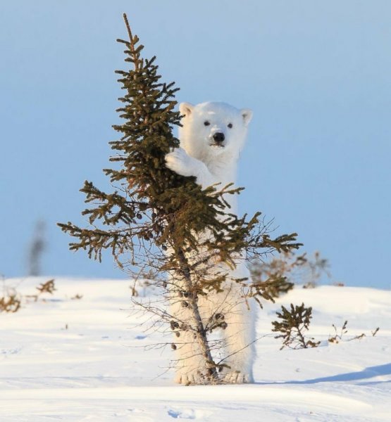 Отпуск зимой прикольные