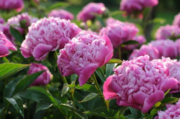 Пиони Пинк (Peony Pink)